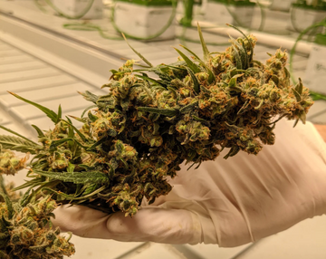 Discover the Benefits of Premium Indoor Hemp Flower