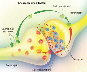 Releasing Natural Energy and Focus with THC and CBG: The Endocannabinoid System's Role